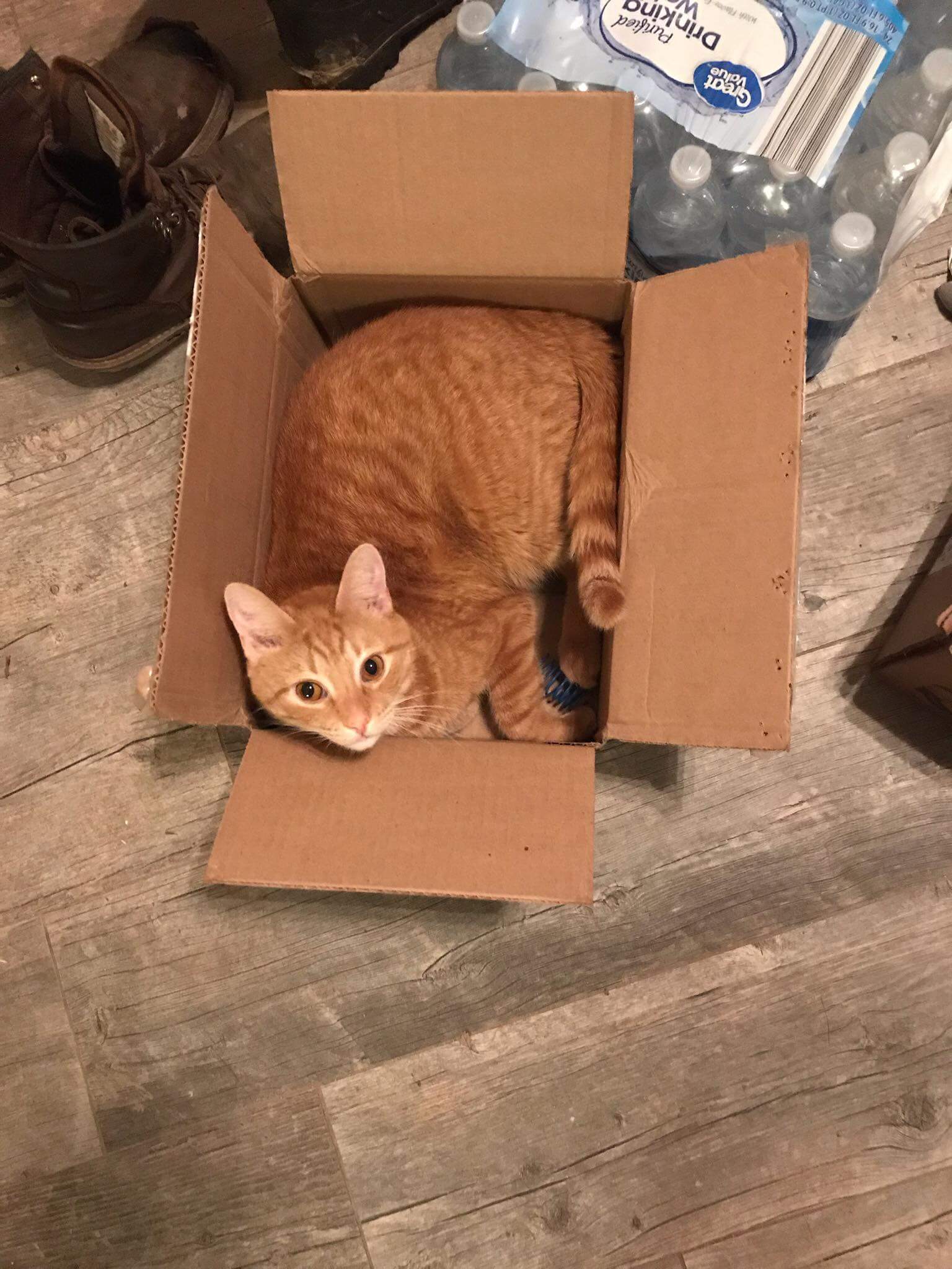 orange cat in box