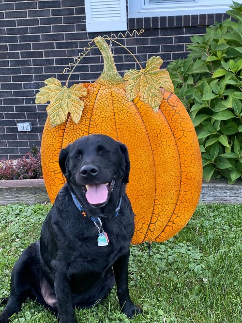 A dog with a pumpkin.